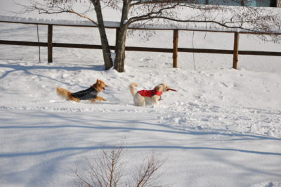 ◆ドックラン貸切のお知らせ◆（2月17日PM12:45分～PM15：00まで）