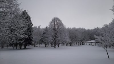 ピクニック広場の菩提樹冬