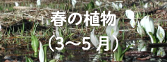 春の植物（3〜5月）
